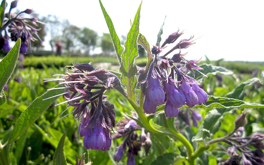 Beinwell, wilder Comfrey (Saatgut)