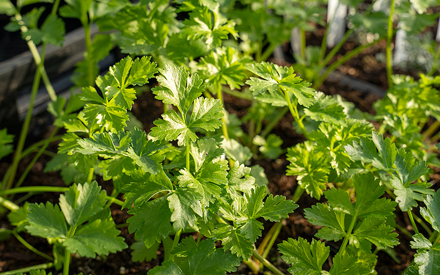 Wilde Sellerie (Saatgut)