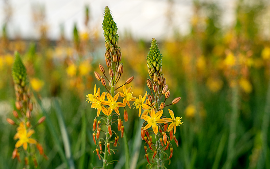 Bulbine, Katzenschwanzpflanze (Pflanze)