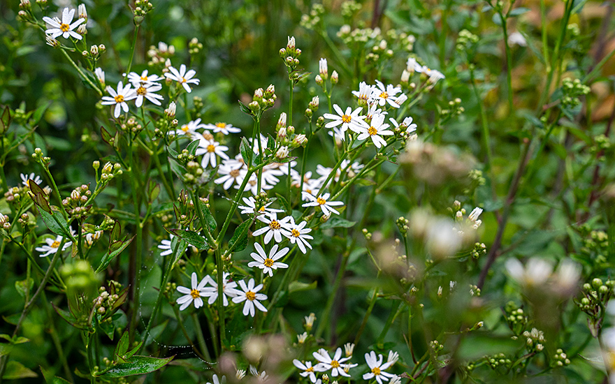 Koreanische Aster, Chwinamul (Saatgut)