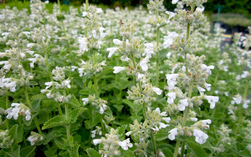 Katzenminze, weiß blühend (Pflanze)