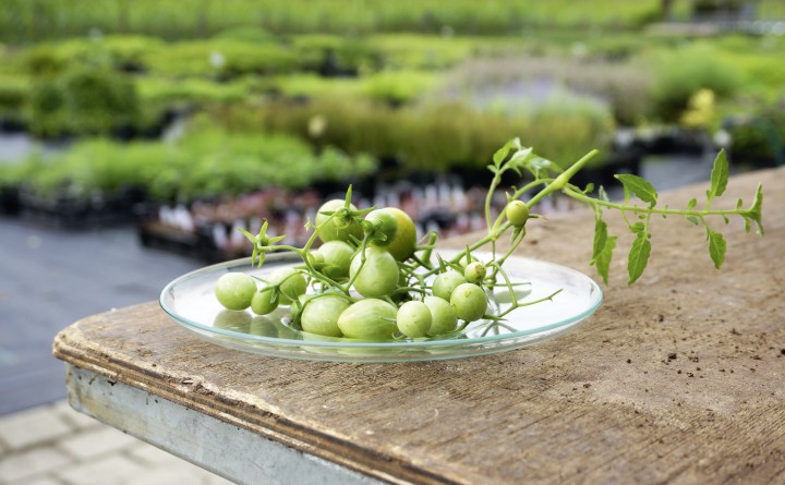 gruene-Tomaten_DSC03607