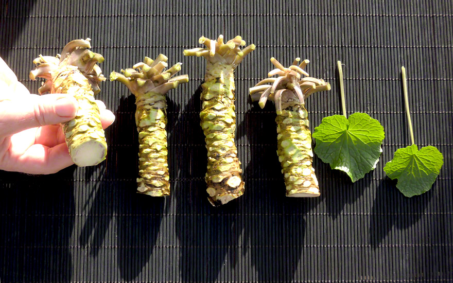 200 Stück Wasabi Samen Sämereien Japanischer Meerrettich Samens Gemüse Pflanzen 