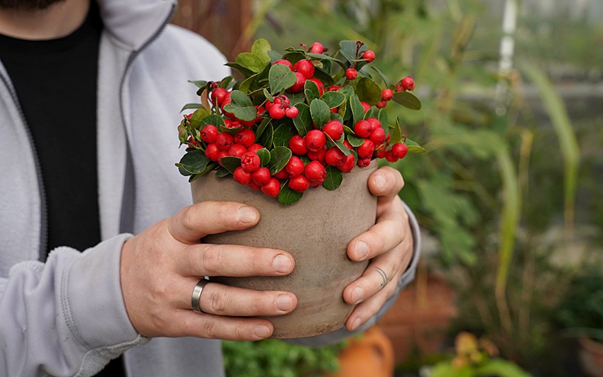 Wintergrün (Pflanze)