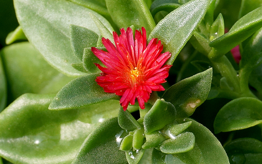 Eiskraut, ausdauernd (Pflanze)