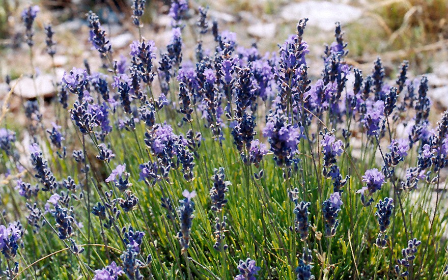 Lavendel (Saatgut)