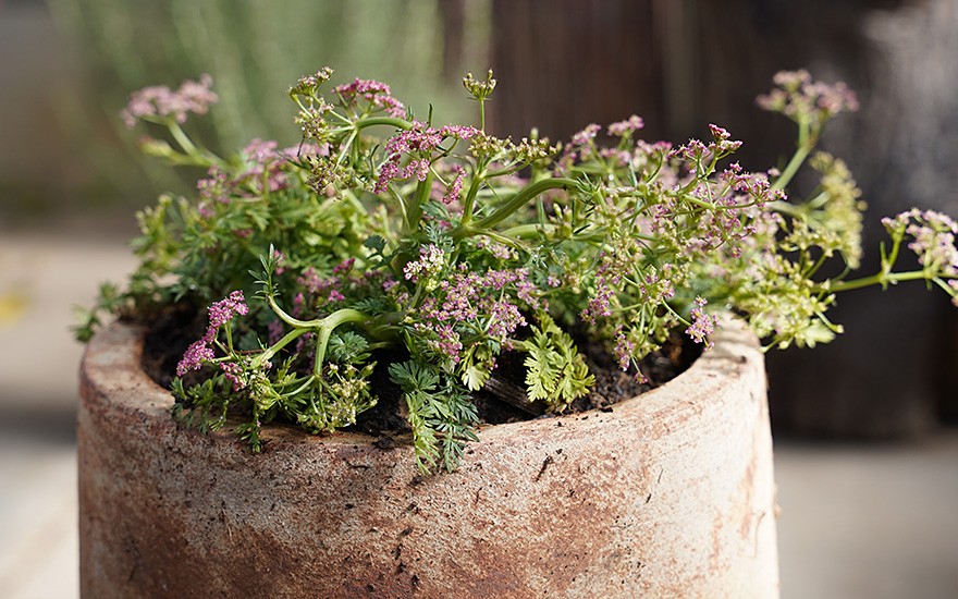 Zwerg-Mutterwurz (Pflanze)