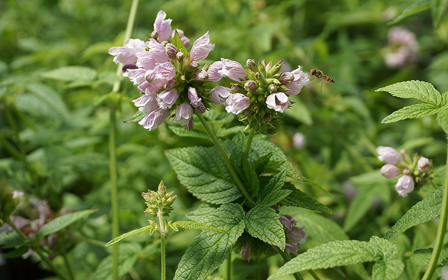 Balsamstrauch 'Gomera' (Saatgut)