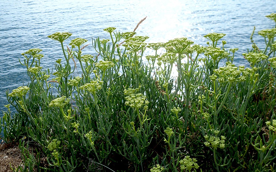 Meerfenchel (Pflanze)