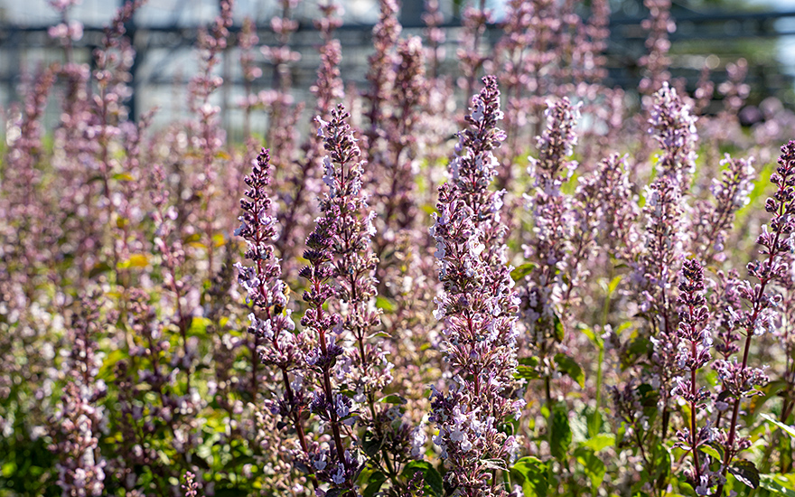 Hohe Katzenminze (Saatgut)