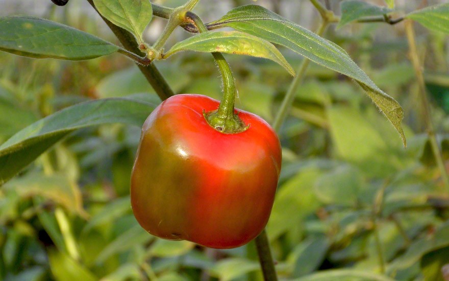 Baumchili, rot (Pflanze)