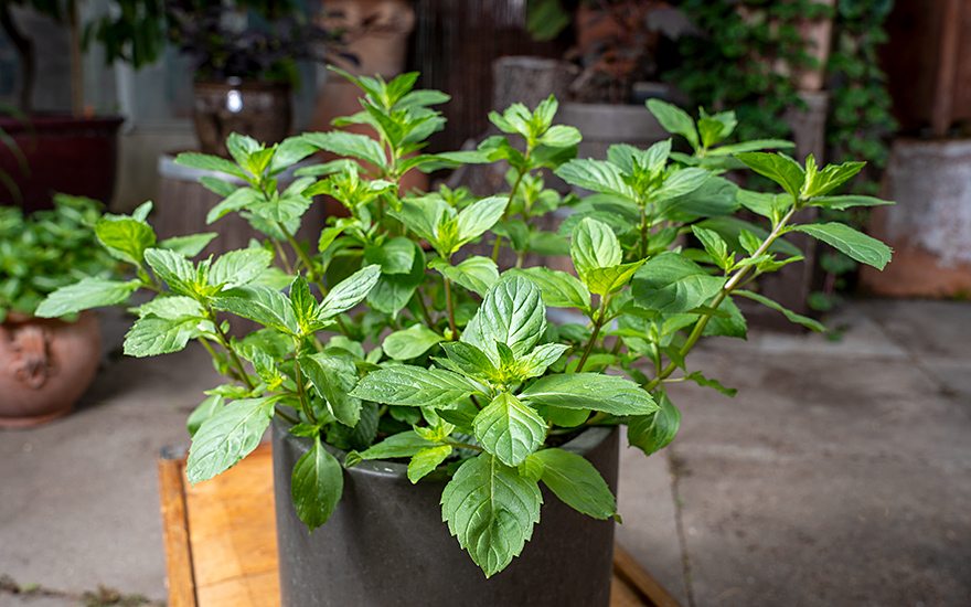 Kärntner Nudelminze (Pflanze)