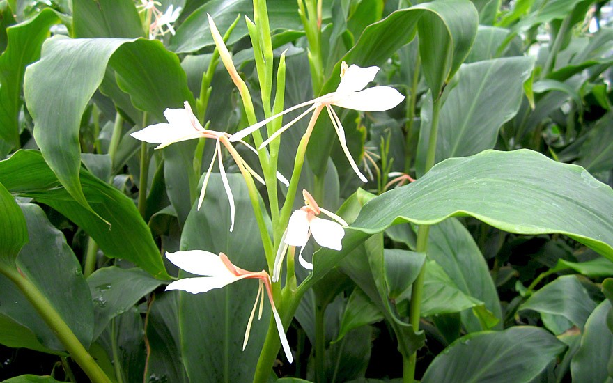Ingwerlilie (Pflanze)