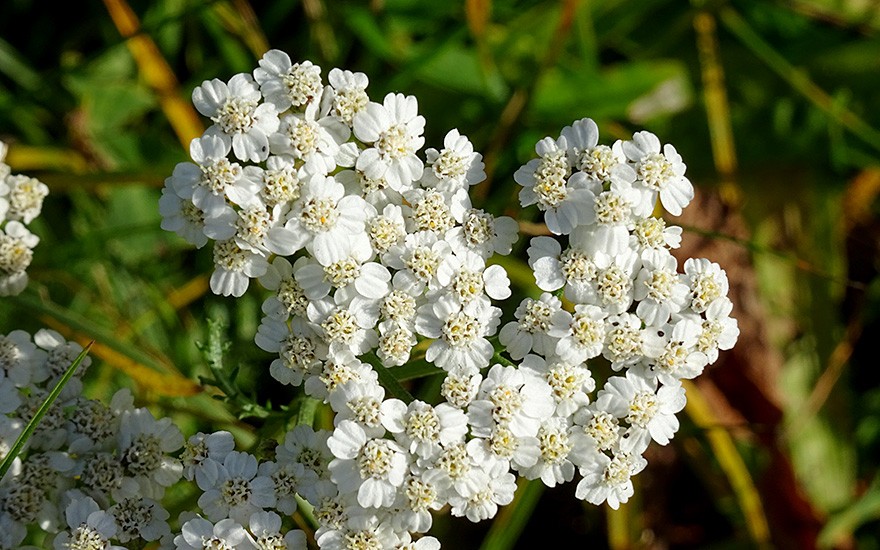 Hügel-Schafgarbe (Saatgut)