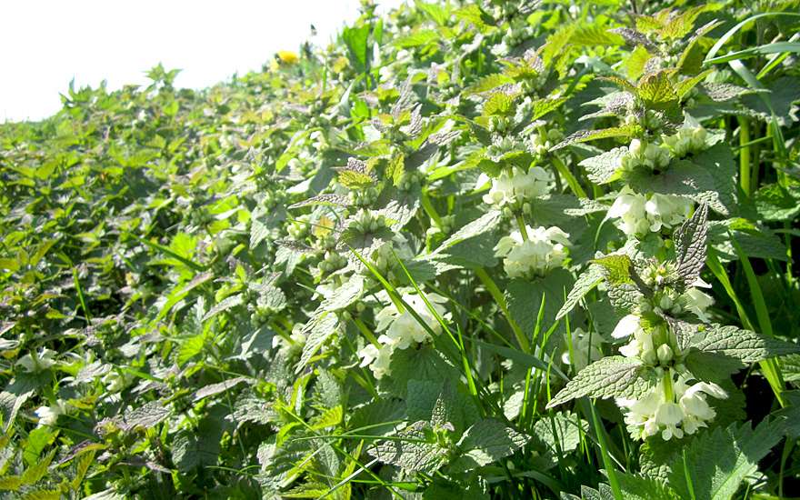 Weiße Taubnessel (Saatgut)