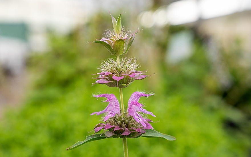 Präriebergamott (Saatgut)