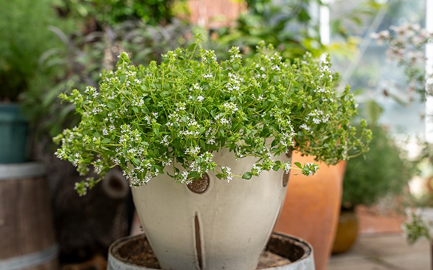 Thymian 'Summerdreams®' Spicy (Pflanze)