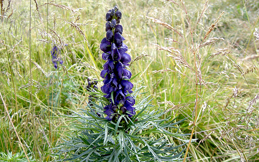 Blauer Eisenhut (Saatgut)