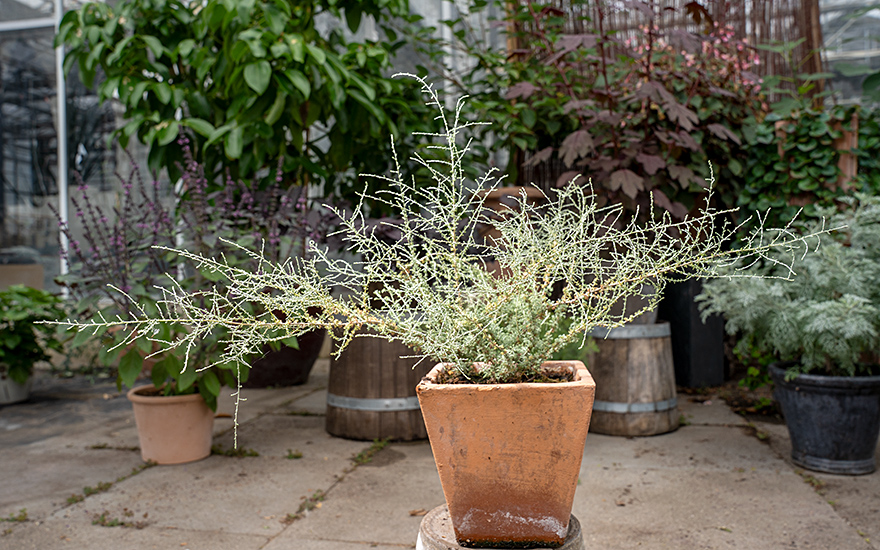 Aragonischer Wermut (Pflanze)