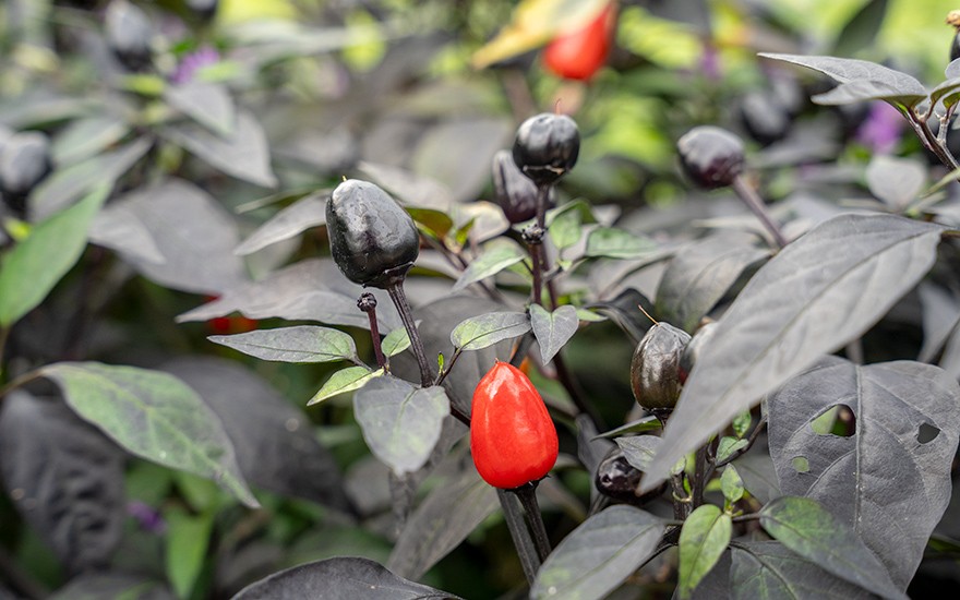 Chili &#039;Peruvian Purple&#039; (Pflanze)