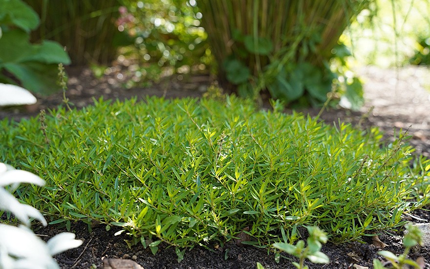 Thymian 'Giant Pale Laye' (Pflanze)