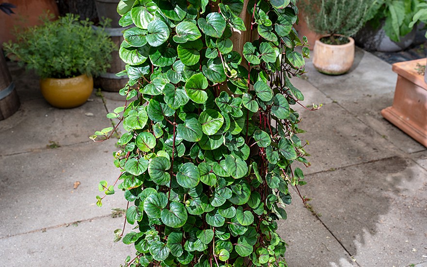 Chinesisches Pfennigkraut (Pflanze)