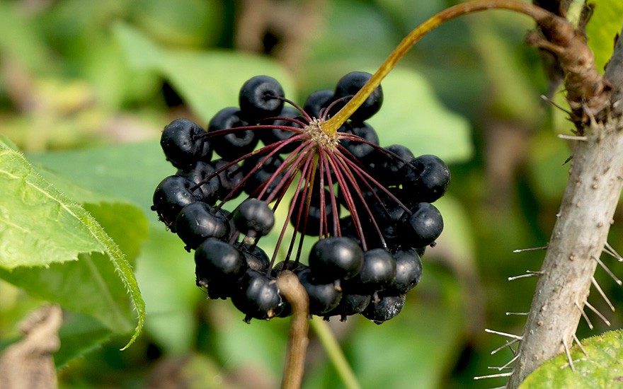 Sibirischer Ginseng (Pflanze)