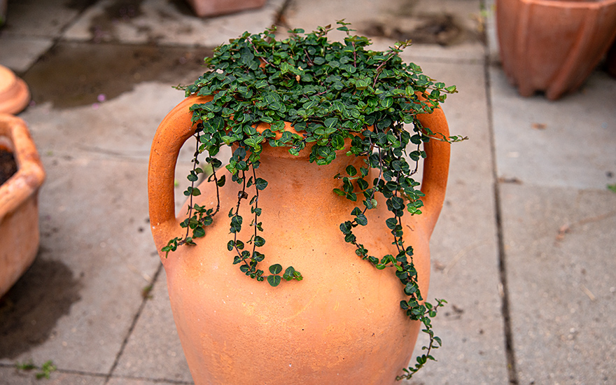 Rebhuhnbeere (Pflanze)