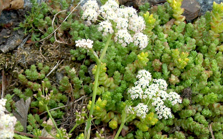 Kümmel, zweijährig (Saatgut)