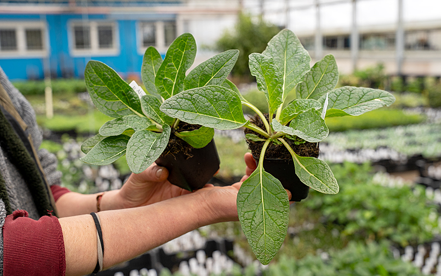 Alraune, herbstblühend (Saatgut)