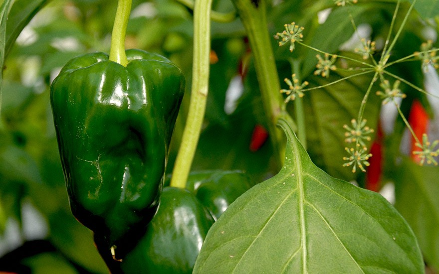 Chili 'Poblano' (Saatgut)