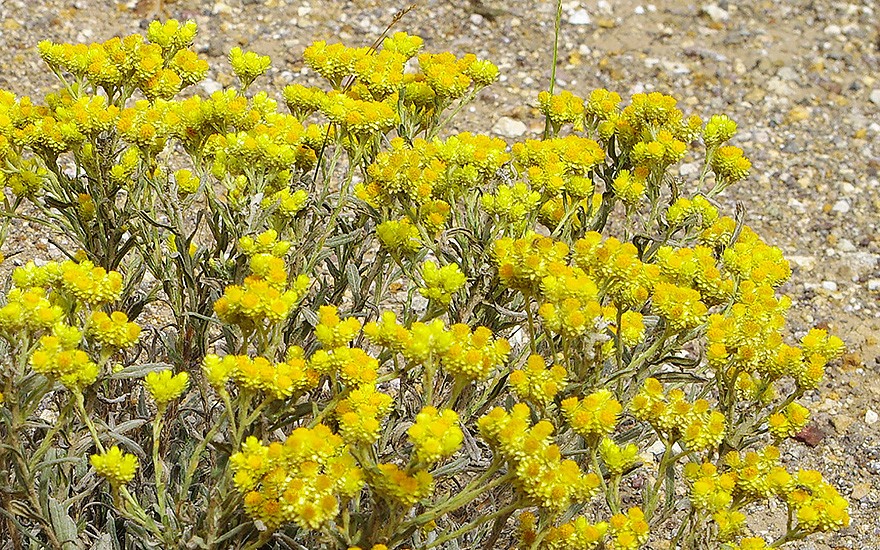 Gefaltete Strohblume (Saatgut)