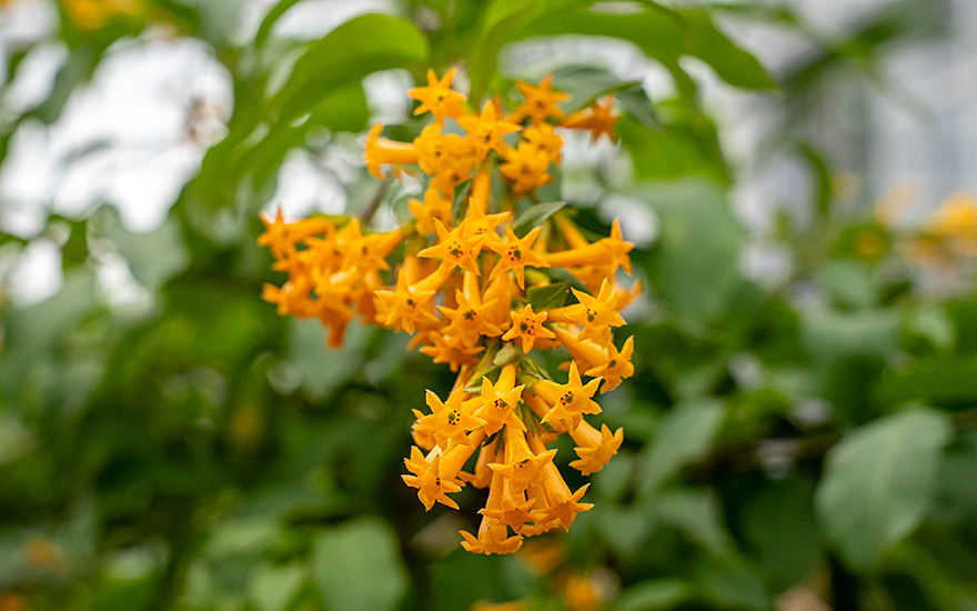 Goldgelber Hammerstrauch (Pflanze)