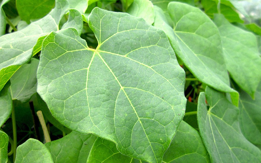 Guduchi (Pflanze)
