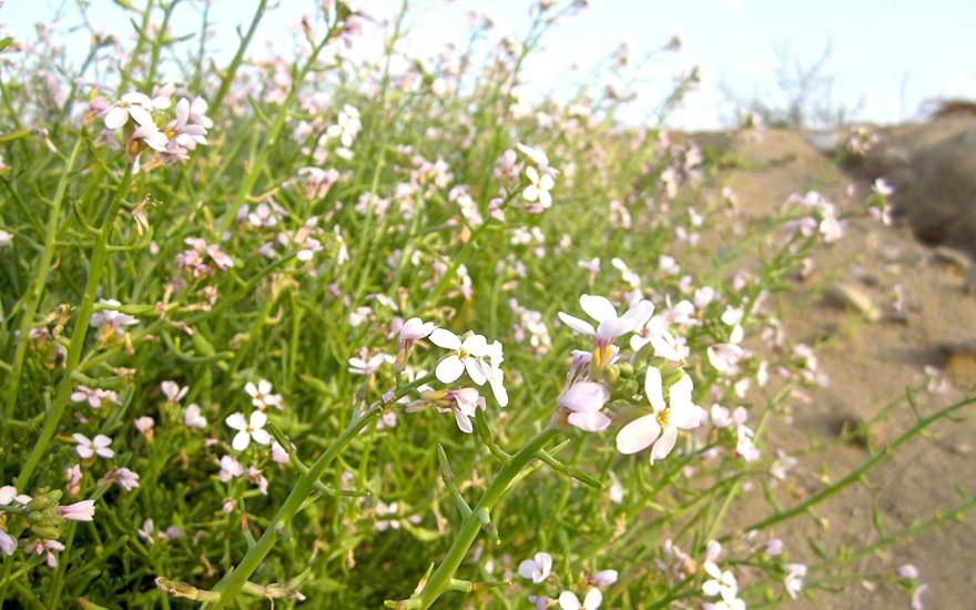 Strandrauke, Meersenf (Saatgut)