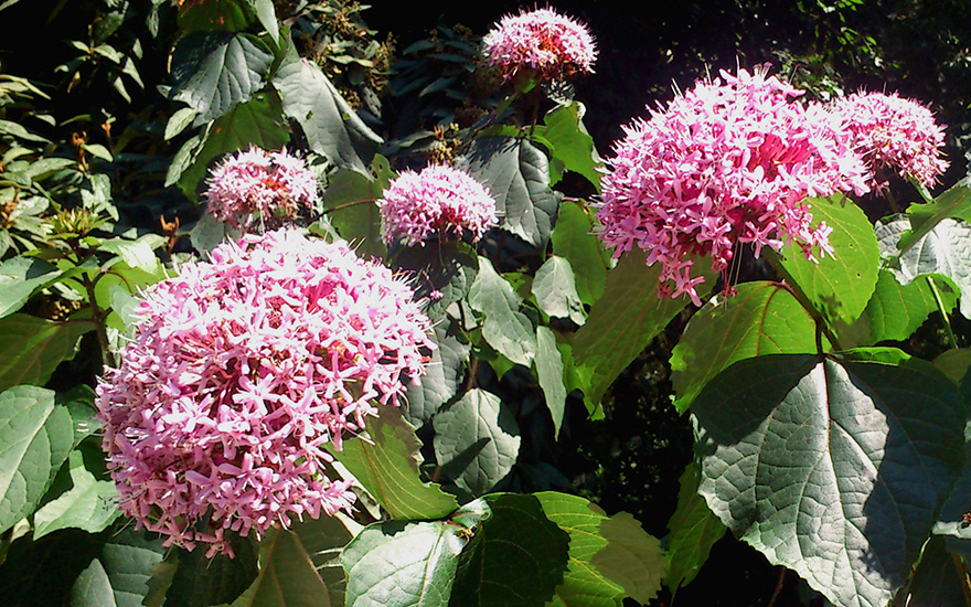 Chinesischer Losbaum, rosa (Pflanze)