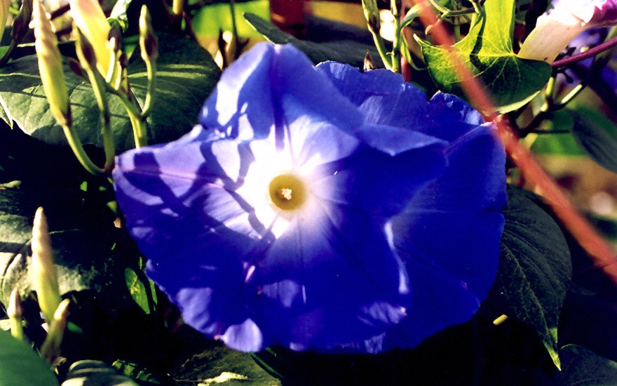 Trichterwinde 'Heavenly Blue' (Saatgut)