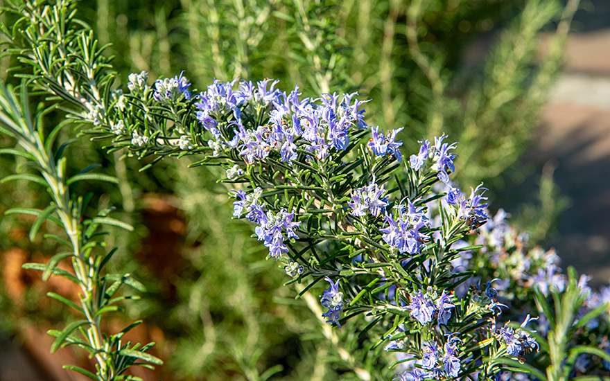 Rosmarin 'Boule' (Pflanze)