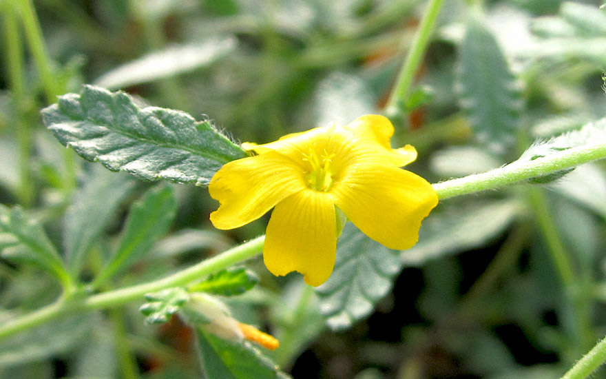 Echte Damiana (Pflanze)