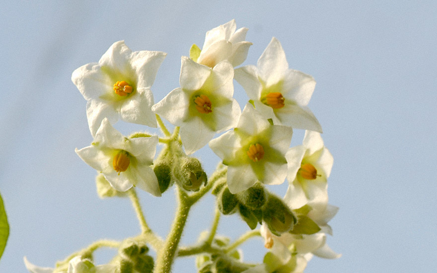 Zwerg-Tamarillo (Pflanze)