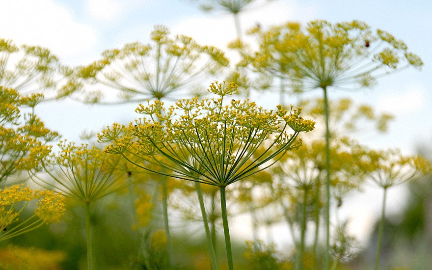 Dill 'Hercules' (Saatgut)