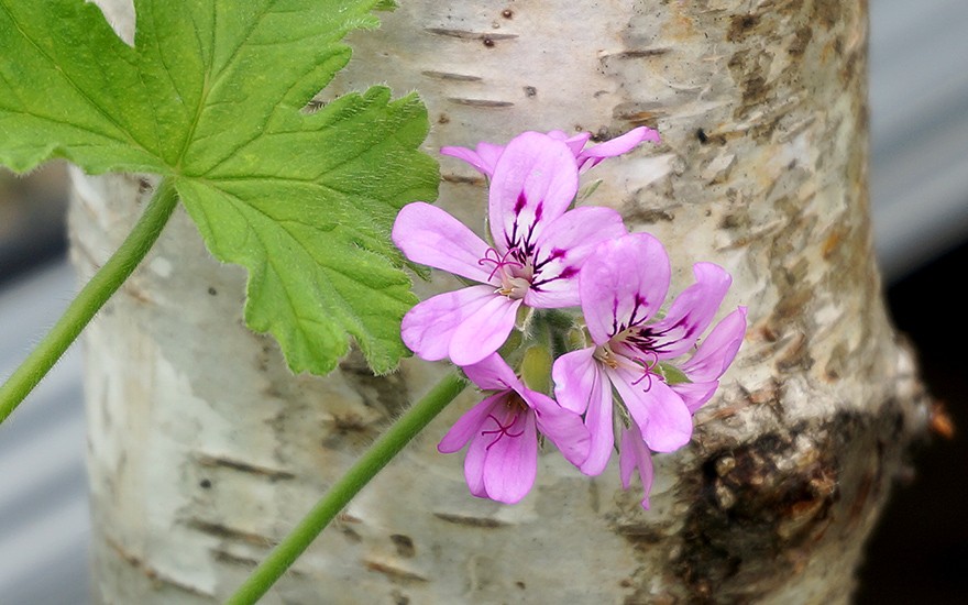 Rosengeranie 'Bourbon' (Pflanze)