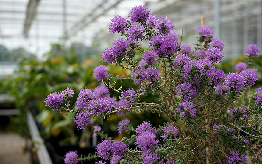 Zatar Corido, Kopfiger Thymian (Pflanze)