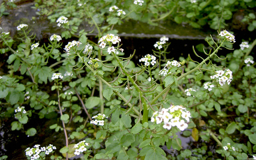 Brunnenkresse (Saatgut) - Nasturtium officinalis | Kresse | Kalmegh ...