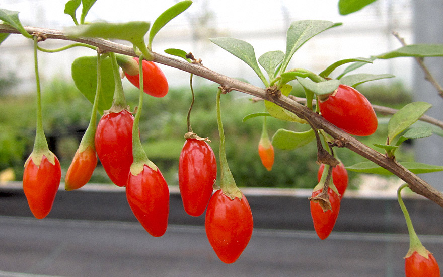 Goji-Beeren wirken, um Gewicht zu verlieren