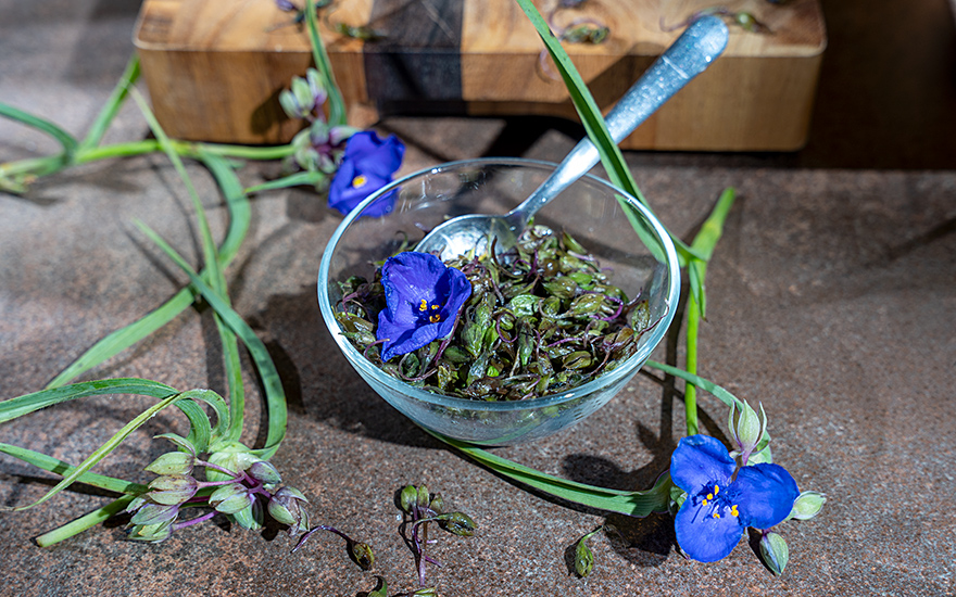 Ohio-Dreimasterblume (Pflanze)