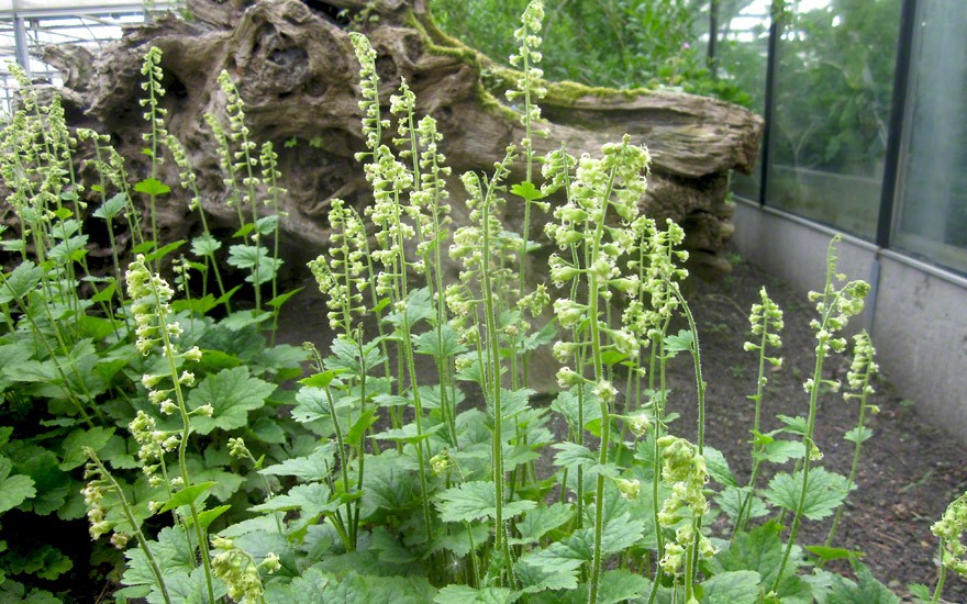 Tellima (Saatgut)