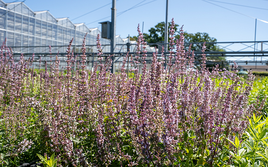 Hohe Katzenminze (Saatgut)