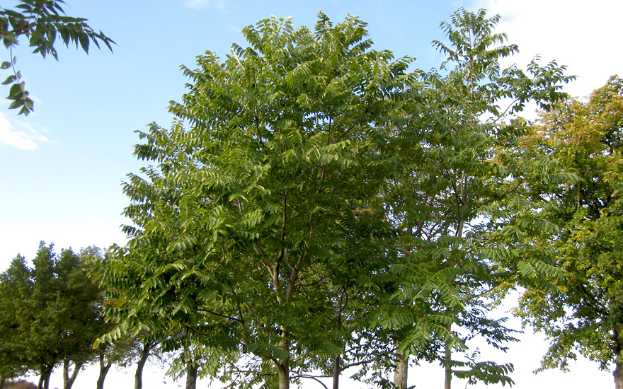 Chinesischer Gemüsebaum (Pflanze)