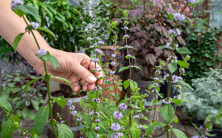 Kärntner Nudelminze (Pflanze)